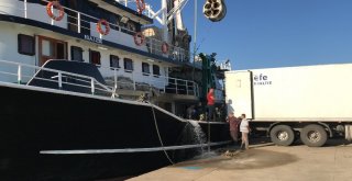 Akçakocada Balıkçılar Karadenizden 40 Ton Palamutla Döndü