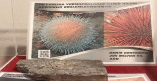 Bu Sergide Milyonlarca Yıl Önce Yok Olmuş Canlıları Görmek Mümkün