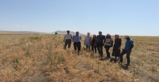 Bitliste Nohut Hasadı