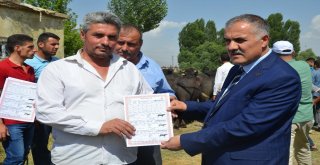 Muşta Damızlık Manda Dağıtımı