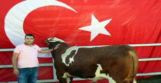 Üzerinde Doğuştan Ay Ve Yıldız Olan ‘Cesur İlgi Odağı Oldu