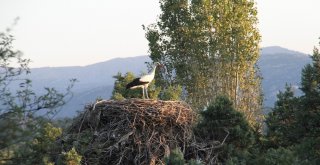 Leylekler Büyük Göç İçin Yuvalarından Uçacaklar