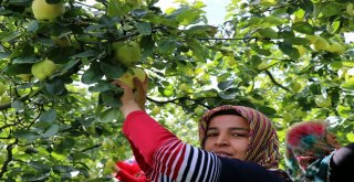 Dünyanın Ayva Merkezi Geyvede Ayva Hasadı Başladı