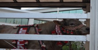 Şampiyon Boğalar Törenlerle Karşılandı