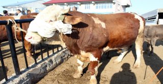 1 Tonluk Kurban Alıcısını Bekliyor