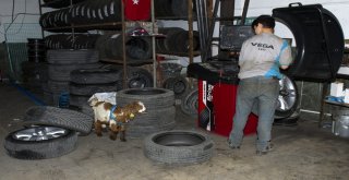 (Özel Haber) Biberonla Beslenen Oğlak Oto Sanayinin Maskotu Oldu