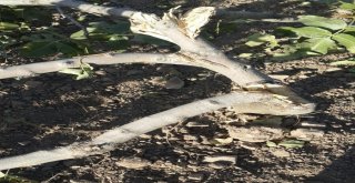 Domuzlar Fıstık Ağaçlarına Saldırdı