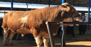 Siverekte Kurbanlıklar Satılmaya Başlandı