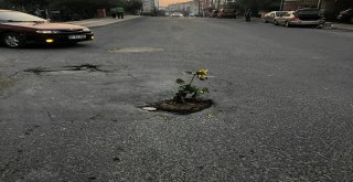 Çukurlu Yollara Ayçiçeği Ektiler