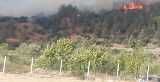 Osmaniyede Orman Yangını