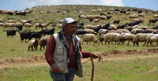 Berivanlar Yılın İlk Sütünü Sağdı