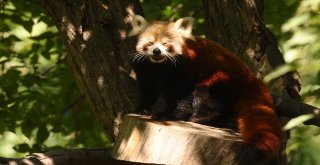 Bursa Hayvanat Bahçesinin Yeni Misafiri Kırmızı Pandalar