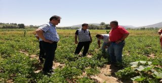 Kelkit Kuru Fasulyesinin Coğrafi İşaret Ve Marka Yolculuğu Devam Ediyor