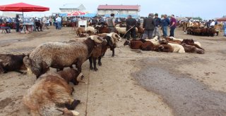 25 Bin Liralık Simental Dana Alana Biri Hediye