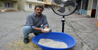 Fasulye Hasadında Rüzgar Olmayınca Vantilatör Kullandı