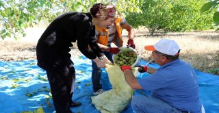 Yozgatta Ceviz Hasadı Başladı