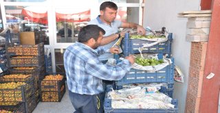 Rusyaya Elbistan Kabağı