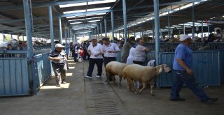 Denizlide Kurbanlık Hayvan Alışverişleri Hızlandı