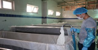 (Özel Haber) Ezine Peynirinin Sırrı Otlayan Koyun, Keçi Ve İneklerde Gizli