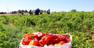 Belediye Başkanı Çiftçi İsot Hasadına Katıldı