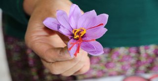 Kilosu 30 Bin Tl Olan Safranda Hasat Başladı