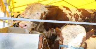 Eyüpsultan, Kurban Bayramına Hazır