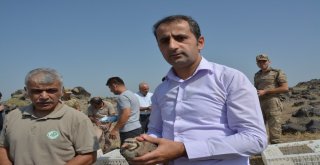 Ağrı Dağı Milli Parkına Kene Avcısı Bırakıldı