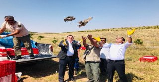Yozgatta Bin Keklik Doğaya Salındı