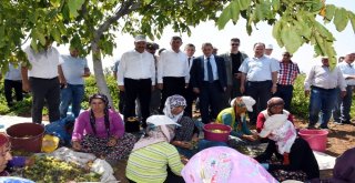 Adıyamanda Üzüm Hasadı Başladı