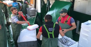 Akçakocada Balıkçılar Karadenizden 40 Ton Palamutla Döndü