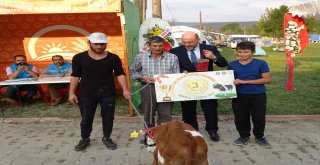 Podyuma Bu Defa Buzağılar Çıktı