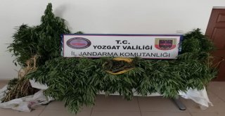 Jandarma 86 Kök Hint Keneviri Ele Geçirdi