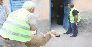 Sürpriz Kurbanlık Gözyaşlarına Boğdu
