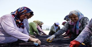 Buğday Tarlası, Halı Tarlasına Dönüştü