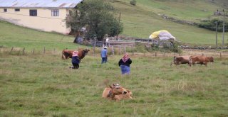 Anzer Yaylası, Ayder Ve Uzungöl Gibi Olmayacak
