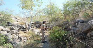 (Özel) Nemrut Krater Gölünde Ayı Sürprizi