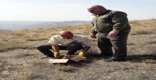 Tedavisi Yapılan Kara Çaylak Ve Baykuş Doğal Ortamına Bırakıldı