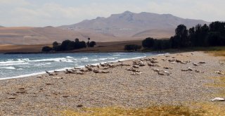 Van Büyükşehir Belediyesi Martı Ölümleri Sonrası Harekete Geçti