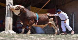 Çorumda 2 Tonluk Kurbanlık Görücüye Çıktı
