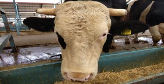 1 Tonluk Kurbanlık Barona Rakip Aranıyor