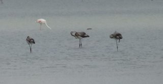 Kuruyan Göl, Kuş Cenneti Oldu