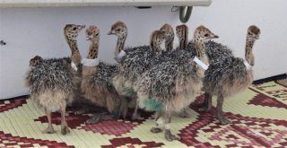 1,5 Ayda Yumurtadan Çıkıyor, Tanesi 500 Liradan Alıcı Buluyor