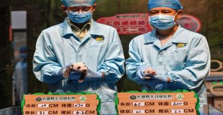 Çinde Doğan Dev Pandalar Muayene Edildi