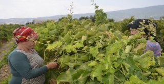 (Özel) Çekirdeksiz Üzümün Türkiyedeki İlk Hasadı Buldanda Başladı