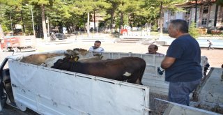 Akseki İlçesinde Genç Çiftçilere Büyükbaş Hayvan Desteği