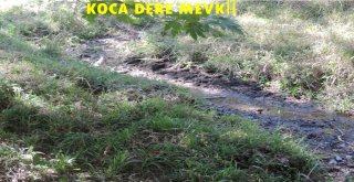 Orman Bölge Müdürlüğünden Zeytin Yaylası Açıklaması