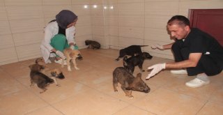 Bitkin Halde Bulunan 20 Yavru Köpek Koruma Altına Alındı