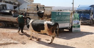 Suriyeli Ailelere İnek Ve Koyun Desteği