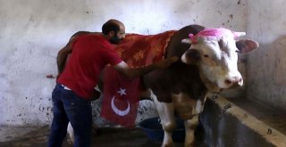 1 Ton 100 Kilo Ağırlığındaki ‘Beşo Alıcısını Bekliyor