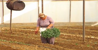Dolara Tepki Olarak Fide Ekimini 1 Ay Öne Aldılar